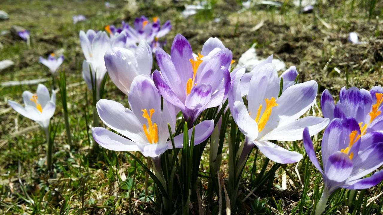 Krokus Park Residence - Dla Dorosłych Kościelisko Zewnętrze zdjęcie